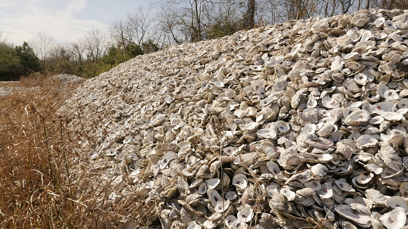 -Une friche louée au port de Houston utilisée comme site de séchage de coquilles d'huîtres. le 21 décembre 2020 à Pasadena, au Texas coquilles d'huîtres. Photo par François Picard / AFP via Getty Images.