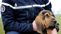 Territoire de Belfort : une maman tient à remercier le chien qui a retrouvé son fils porté disparu