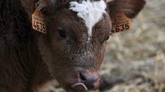 Une bétaillère avec 150 veaux se renverse sur l’A39 dans le Jura, 58 veaux sont morts