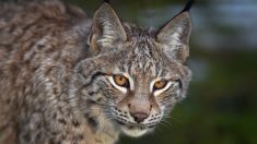 Doubs : « Il était là, à quelques mètres de moi » : la surprenante rencontre d’une photographe avec un lynx