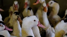 Grippe aviaire : un premier élevage français contaminé dans les Landes