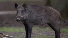 Cahors : un sanglier de 90 kilos charge plusieurs passants et sème le chaos dans les rues du centre-ville