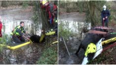 Yvelines : des pompiers sauvent une jument coincée dans une mare avec de l’eau jusqu’à hauteur des naseaux