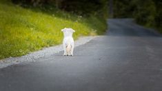 Animaux : plateforme et vidéo humoristique pour lutter contre les abandons pendant les vacances