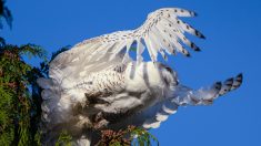 Un photographe capture de superbes images de harfang des neiges, une apparition improbable dans le région de Washington