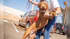 Une jolie chienne errante de 2 ans trouve enfin un foyer après plus de 400 jours au refuge