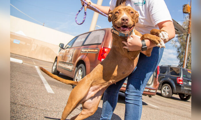 (Avec l'aimable autorisation de l'Arizona Humane Society)