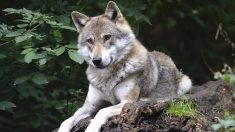 Tirs létaux autorisés contre un loup échappé des Deux-Sèvres