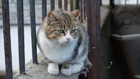 « C’est un vrai traumatisme » : il découvre son chat de 7 mois maculé de peinture rouge « épaisse et toxique »