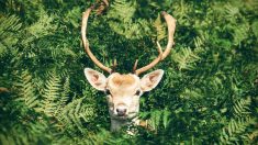 Canada : atteint d’une flèche dans la tête, un cerf est sauvé par les habitants d’un village