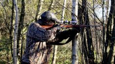 Marne : un enclos de chasse de 3 km2 avec des animaux peu farouches suscite la polémique