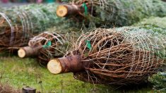 Finistère : un ancien candidat de L’Amour est dans le Pré se fait voler 350 sapins sur son exploitation