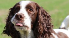 Huit ans après l’avoir perdu, il retrouve son chien à plusieurs centaines de kilomètres de chez lui