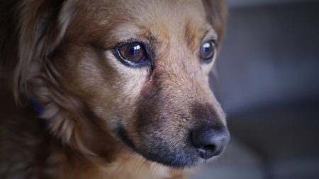 Rhône : le chiot cruellement battu par une jeune fille sous les rires d’une personne filmant la scène a été recueilli par la SPA