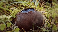 Découverte de la présence du champignon à l’aspect étrange nommé « chaudron de sorcières » dans une forêt du Nouveau-Brunswick