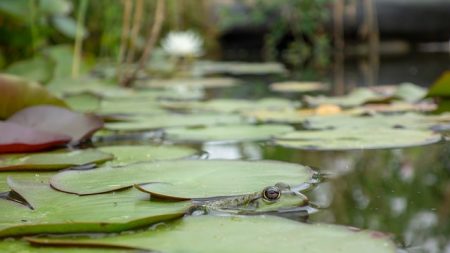 Dordogne : la mare aux grenouilles de Grignols en passe d’être rebouchée après 9 ans de combat