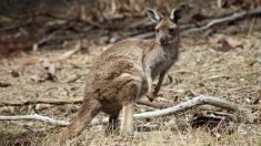 Dordogne : un kangourou aperçu le long d’une route vers Nontron