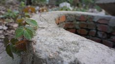 Côtes-d’Armor – Ils découvrent une épée du XIXe siècle dans le puits de leur jardin : « C’était comme dans un film ! »