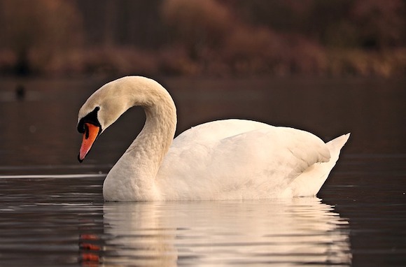 Selon la société royale britannique de protection des oiseaux, les cygnes tentent de rester en couple leur vie entière. (Photo : crédit Pixabay/ pixel2013)