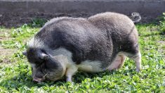 Loire-Atlantique : il tue un couple de cochons vietnamiens d’une balle dans la tête car il estime qu’ils sont trop gênants