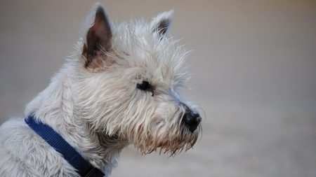 Pau : la police intervient chez un particulier et découvre un chien enfermé dans une machine à laver en marche