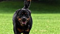 Nord : un rottweiler attaque une fillette de 2 ans, elle est hospitalisée dans un état grave