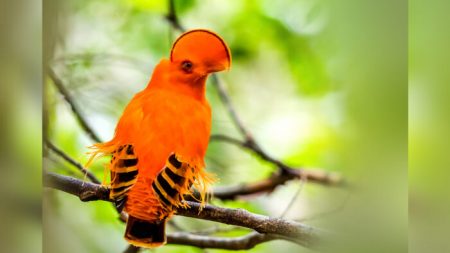 Un oiseau à la crête insolite en forme de demi-lune : une espèce à découvrir dans les forêts tropicales