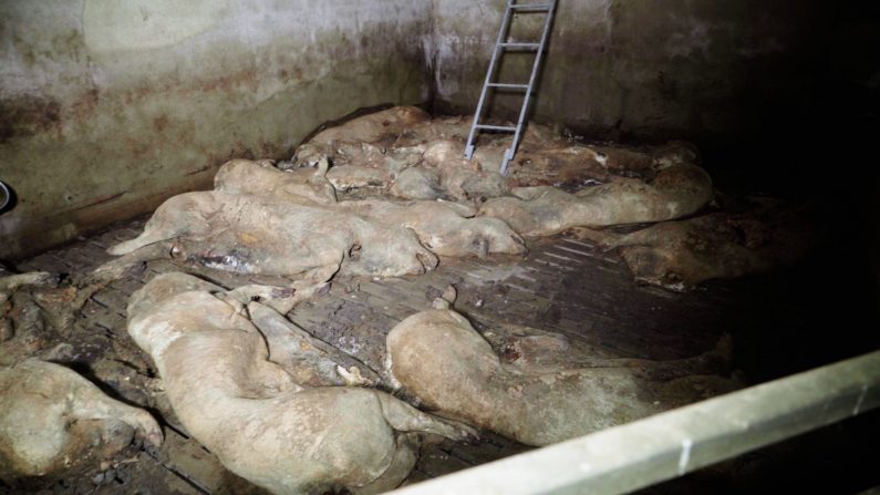 Les cadavres de cochon en putréfactions trouvés dans cet élevage abandonné. (Crédit L214)