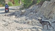 Un chien aboie avec acharnement après un motard et le conduit à un nouveau-né abandonné dans une décharge publique