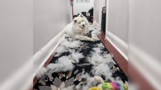 Une femme utilise l’abondante perte de poils blancs d’une chienne pour fabriquer des bottes vraiment adorables