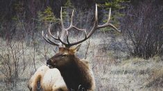 Chantilly : un cerf poursuivi par une chasse à courre se réfugie sur les rails de la gare