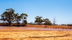 Australie: un homme retrouvé après avoir disparu 18 jours dans le bush