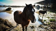 Dordogne : deux ânesses et un bouc en piteux état ont été confiés à la fondation Brigitte Bardot