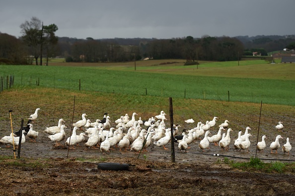 Ferme de Serge Mora, éleveur à Mugron et président du Modef des Landes le 29 décembre 2020. (Photo GAIZKA IROZ/AFP via Getty Images)