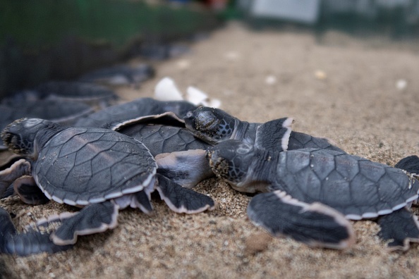 -Six des sept espèces de tortues du monde se trouvent en Indonésie, un archipel de plus de 17 000 îles et abritant un éventail vertigineux de faune exotique. Photo par Agnès Anya / AFP via Getty Images.