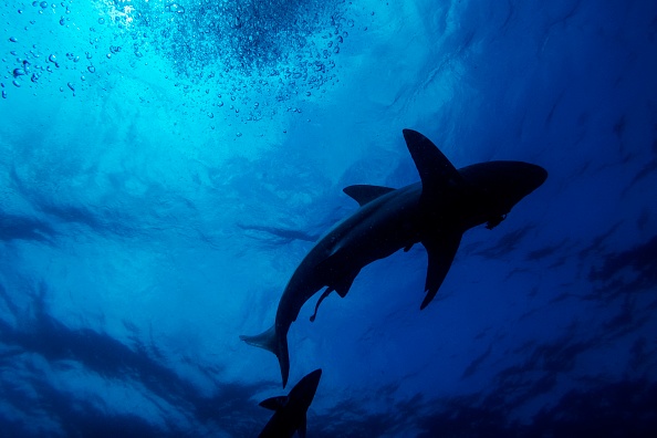 -Un requin à pointe noire nage lors d'une plongée de requin appâté près de Durban, en Afrique du Sud, le 10 décembre 2020. Photo par Michele Spatari / AFP via Getty Images.