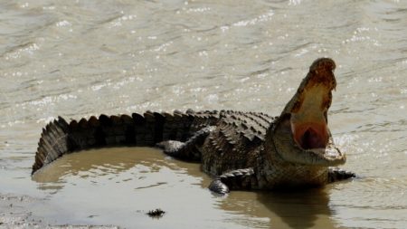 Un crocodile du Siam, en voie d’extinction, aperçu dans un parc de Thaïlande