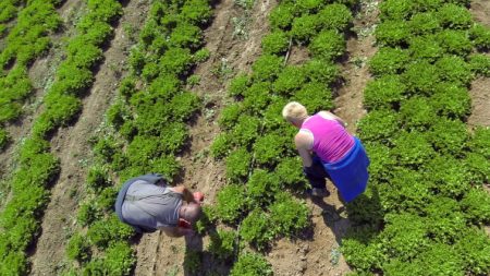 Pénurie de saisonniers dans les champs : les agriculteurs inquiets lancent un appel à la mobilisation