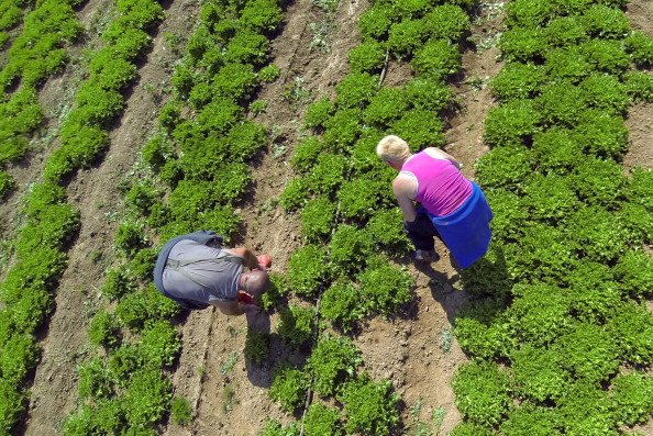 À quelques semaines du début de la saison des récoltes, les agriculteurs se demandent s'ils vont avoir assez de main d'œuvre en cas de reconfinement. (PHILIPPE HUGUEN/AFP via Getty Images)