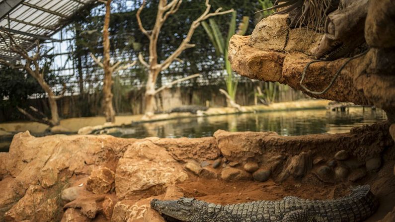 La ferme aux Crocodiles à Pierrelate, dans la Drôme, en septembre 1994. (Crédit photo JEFF PACHOUD/AFP via Getty Images)