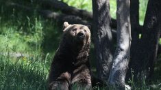 Pyrénées : le chasseur qui a abattu l’ourse Sarousse aurait été en position de défense