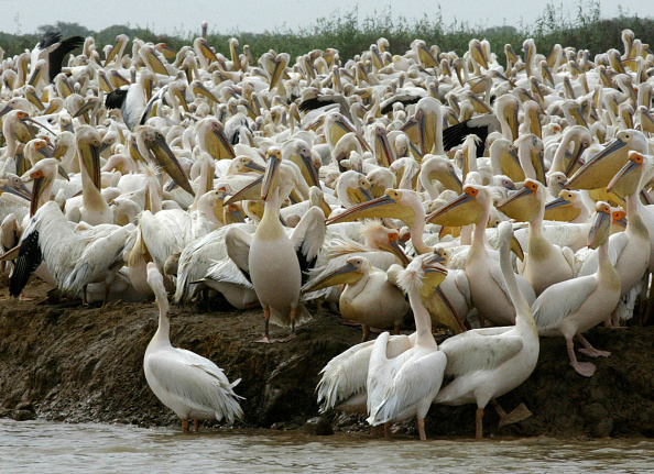 -Des pélicans dans le parc national d'oiseaux du Djoudj au Sénégal, situé dans le delta du fleuve. Photo Seyllou / AFP via Getty Images.