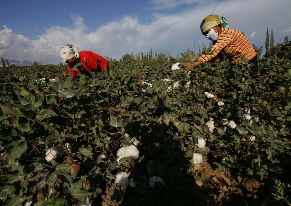 Une femme ouigours cueille du coton dans un champ le 10 septembre 2021.  Photo par China Photos / Getty Images.