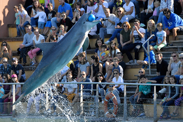 Spectacle aquatique au parc zoologique de La Planète Sauvage à Port-Saint-Père en Loire-Atlantique. (Photo : LOIC VENANCE/AFP via Getty Images)