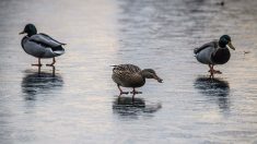 Belfort : un enfant de 3 ans et son père tombent dans l’eau glacée du parc de la Douce, deux adolescents sauvent l’enfant