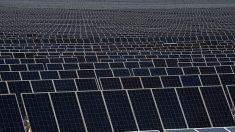 Énergies renouvelables : 1.000 hectares de forêt menacés par la création d’un parc photovoltaïque en Gironde