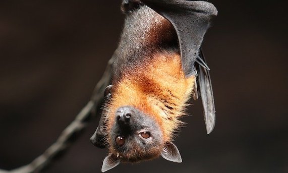 Chauve-souris. (Photo : crédit Pixabay/ Morchfotobysmallerslev)