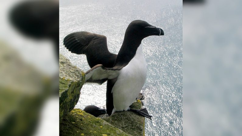 Le Petit Pingouin, appelé également Pingouin torda (Alca torda) est une espèce d’oiseau de la famille des alcidés. - Wikipédia - Domaine public, https://commons.wikimedia.org/w/index.php?curid=248528