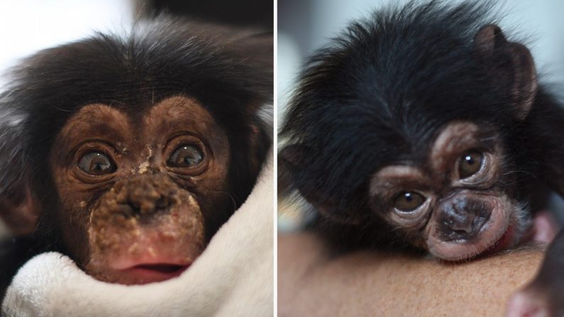 (Avec l'aimable autorisation de Liberia Chimpanzee Rescue)