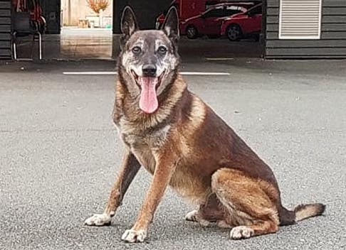 Chien berger malinois. (Photo Facebook/UDSP37)